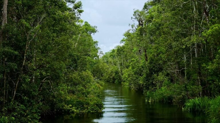 Amazon Jungle Adventure