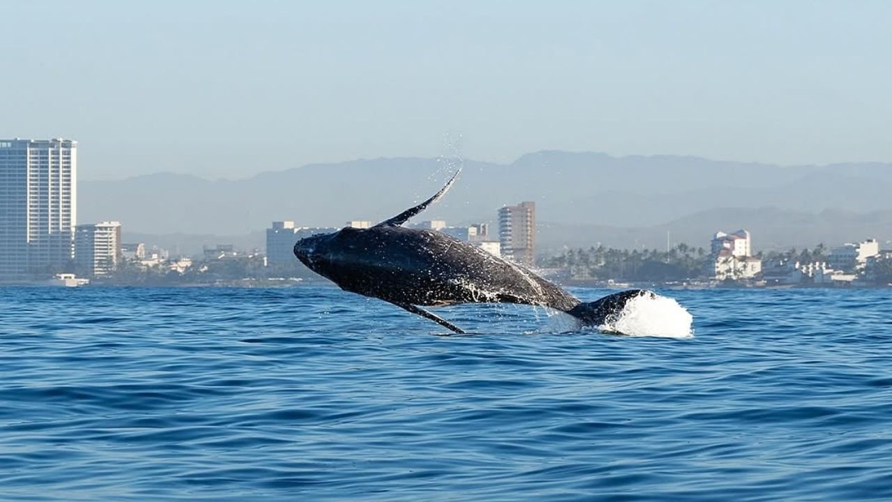 Whale Watching Puerto Vallarta Best Month